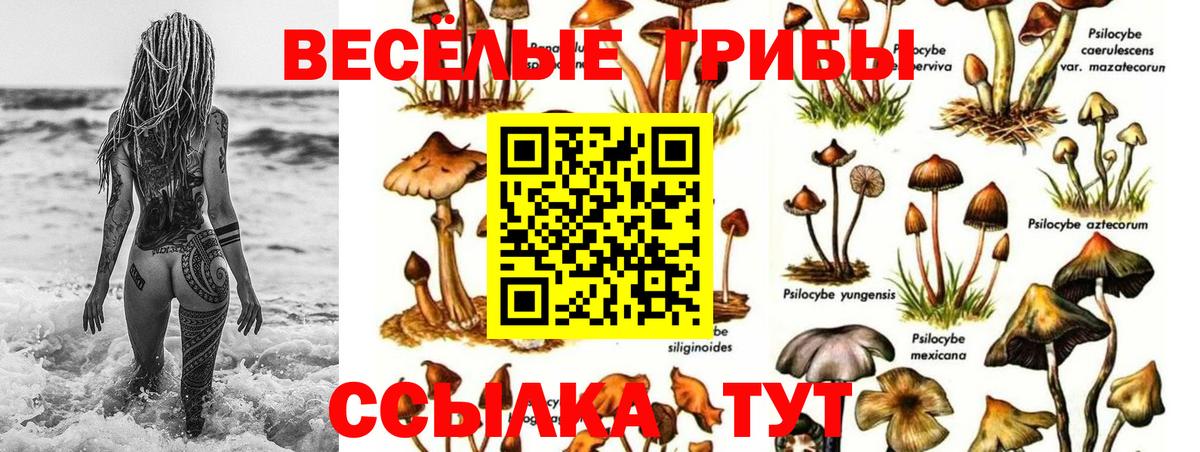 Псилоцибиновые грибы Psilocybine cubensis Чебаркуль